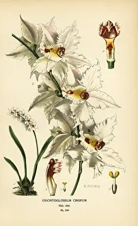 Oncidium: Oncidium alexandrae orchid