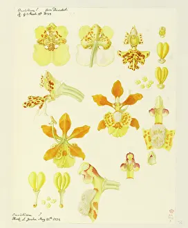 1834: Oncidium ampliatum, O. sphegiferum