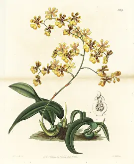 Ridgway: Oncidium auricula orchid