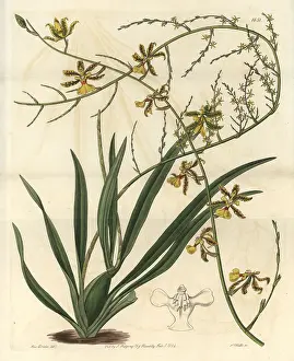 Ridgway: Oncidium baueri orchid