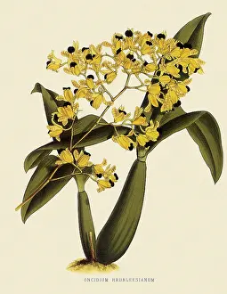 Nugent: Oncidium Brunleesianum