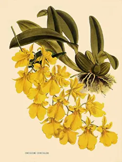 Nugent: Oncidium Concolor