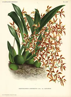 Horticole: Oncidium constrictum orchid