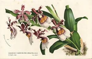 Oncidium: Oncidium fuscatum orchid