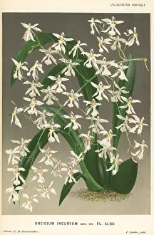 Oncidium: Oncidium incurvum orchid
