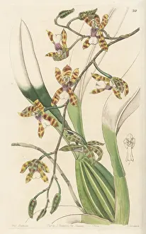 Epiphytic: Oncidium laeve orchid