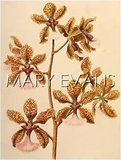 Oncidium: ONCIDIUM LANCEANUM