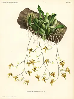 Oncidium: Oncidium orthotis orchid