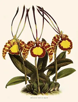 Nugent: Oncidium Papilio