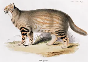 Leopardus: Oncifelis colocolo, pampas cat