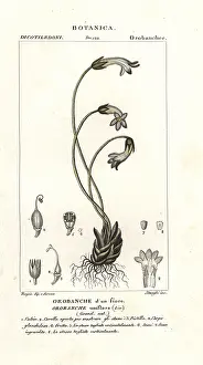 Nasi: One-flowered broomrape, Orobanche uniflora