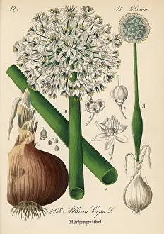Allium: Onion, Allium cepa
