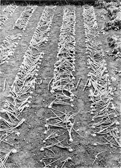 Ripening: ONION DESIGN