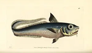Macrourus: Onion-eye grenadier fish, Macrourus berglax