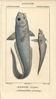 Macrourus: Onion-eye grenadier, Macrourus berglax, and
