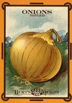 Onion: Onion Seed Packet