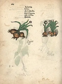 Allium: Onions, Allium cepa
