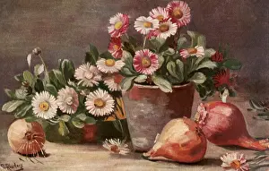Potted: Onions and Daisies