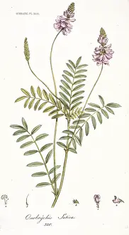 Sativa: Onobrychis sativa, sainfoin seed