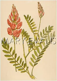 Onobrychis: ONOBRYCHIS VICIAEFOLIA