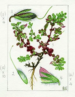 Pods: Ononis reclinata - small restharrow
