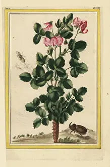 Rotundifolia: Ononis rotundifolia, round-leaved restharrow