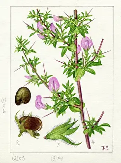 Spinosa: Ononis spinosa - spiny restharrow
