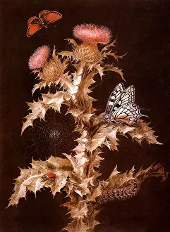 Acanthium: Onopordon Acanthium