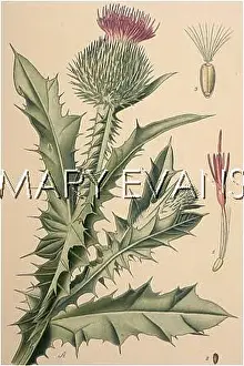 Acanthium: ONOPORDON ACANTHIUM