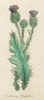 Acanthium: ONOPORDUM ACANTHIUM