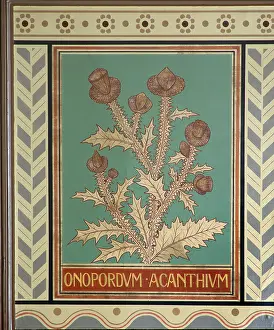 Malvidae: Onopordum acanthium, cotton thistle