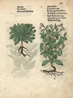 Lonicer: Onosma echioides and wild basil, Ocimum basilicum
