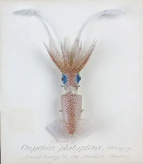 Squid: Onychia platyptera, squid