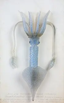 Squid: Onychoteuthis lichtensteinii, squid