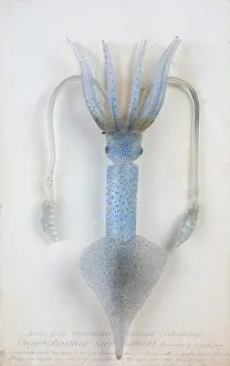 Cephalopoda: Onychoteuthis lichtensteinii, squid