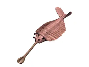Cambrian: Opabinia regalis, Cambrian of Canada