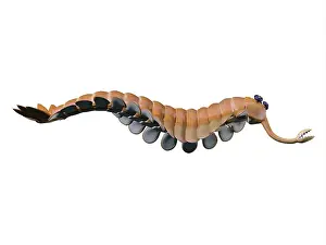 Cambrian: Opabinia regalis from the Middle Cambrian seas