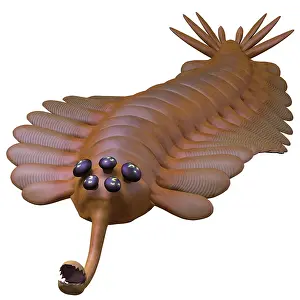 Cambrian: Opabinia regalis from the Middle Cambrian seas