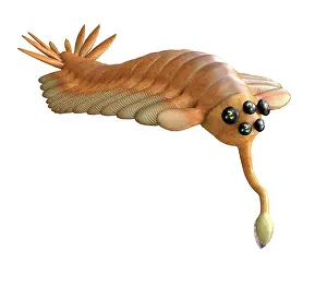 Cambrian: Opabinia, side view on white background