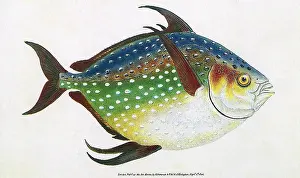 Donovan: Opah