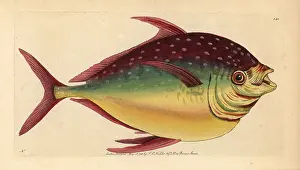 Guttatus: Opah fish, Lampris guttatus