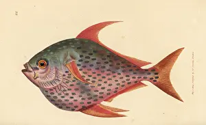 Kingfish: Opah, Lampris guttatus