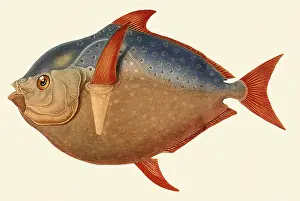 Guttatus: Opah, Lampris guttatus
