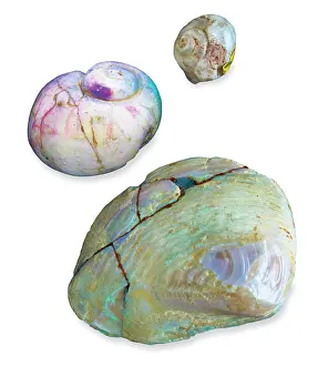 Bivalvia: Opalised snails and clam