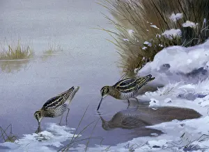 Rickman: Open Water ' Snipe