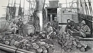 Oyster: Opening oyster shells on board a pearling schooler