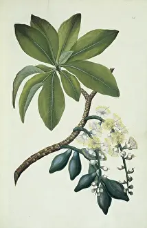 Stink: Opercularia aspera, common stink weed