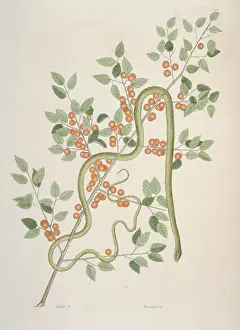 Colubrid: Opheodrys sp. green snake
