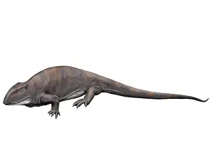 Pelycosaur: Ophiacodon is an extint synapsid from the Early Permian of ?