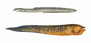 Moray: Ophidium Eel and Muraena